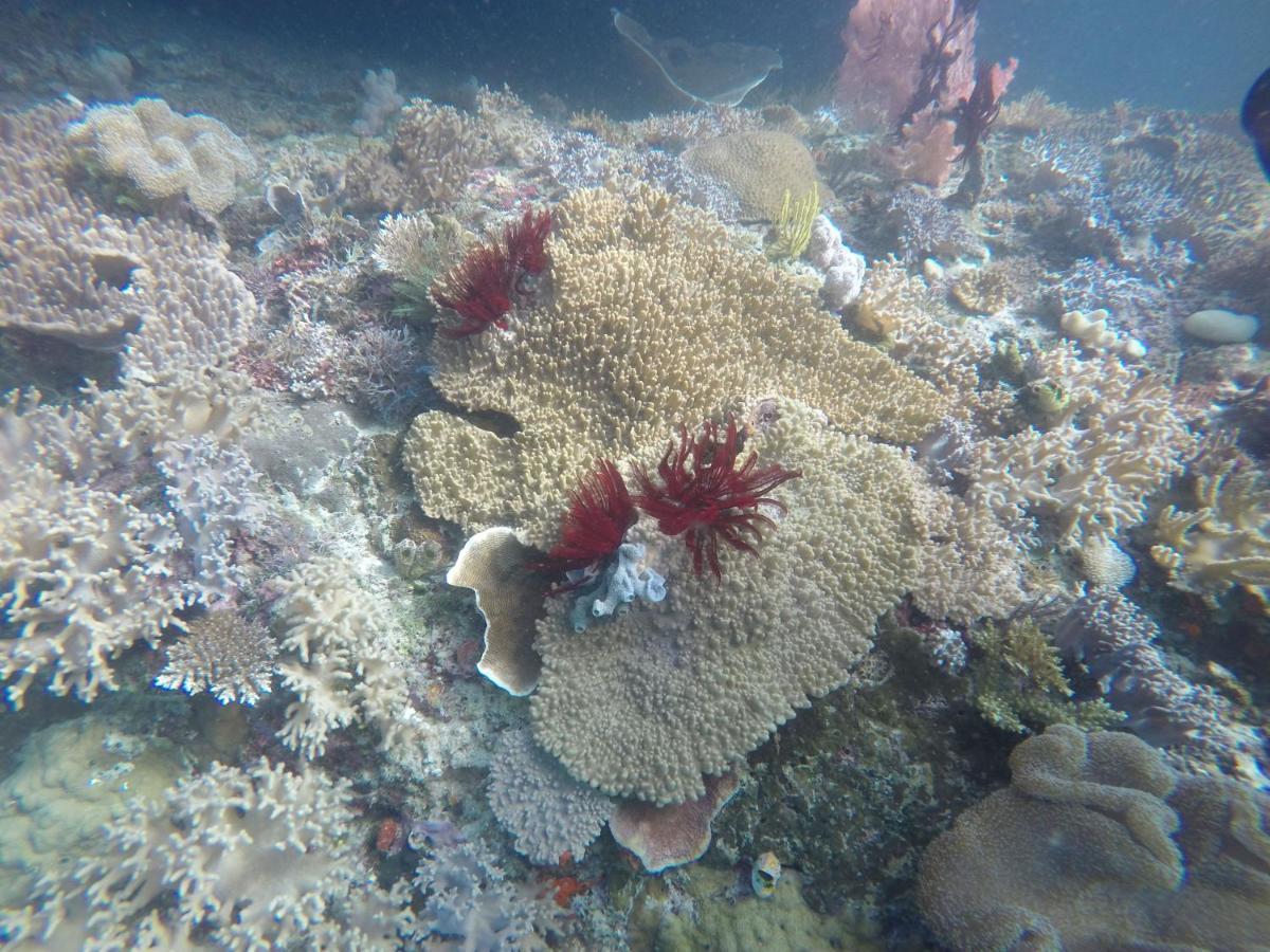 Tabari Dive Lodge Pulau Mansuar Экстерьер фото