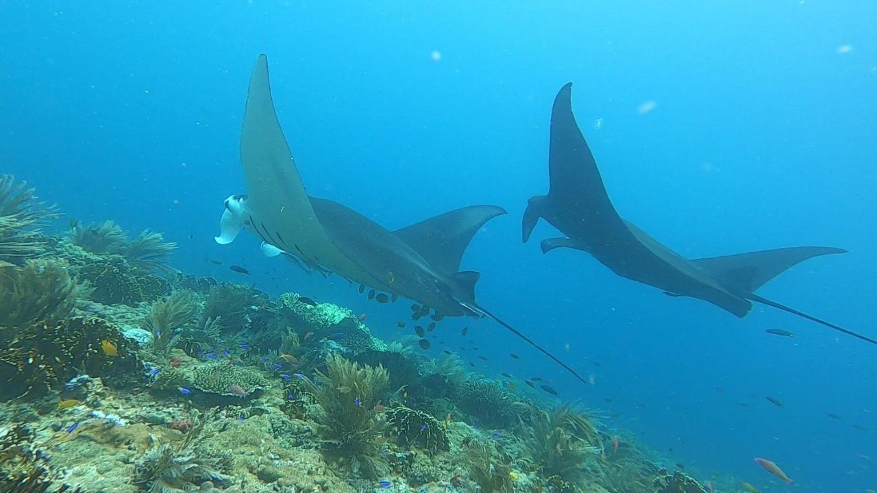Tabari Dive Lodge Pulau Mansuar Экстерьер фото