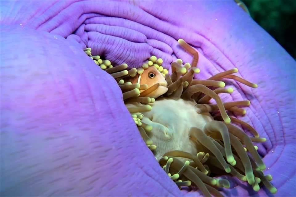 Tabari Dive Lodge Pulau Mansuar Экстерьер фото