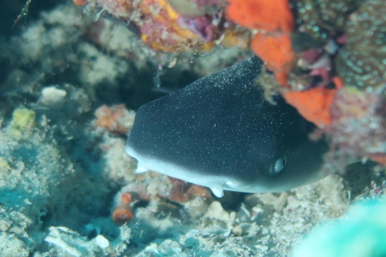 Tabari Dive Lodge Pulau Mansuar Экстерьер фото