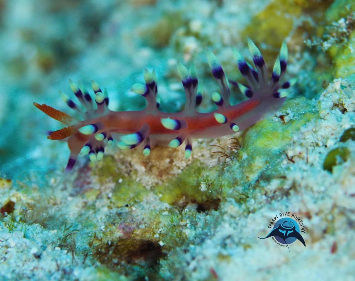 Tabari Dive Lodge Pulau Mansuar Экстерьер фото