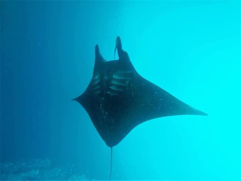 Tabari Dive Lodge Pulau Mansuar Экстерьер фото
