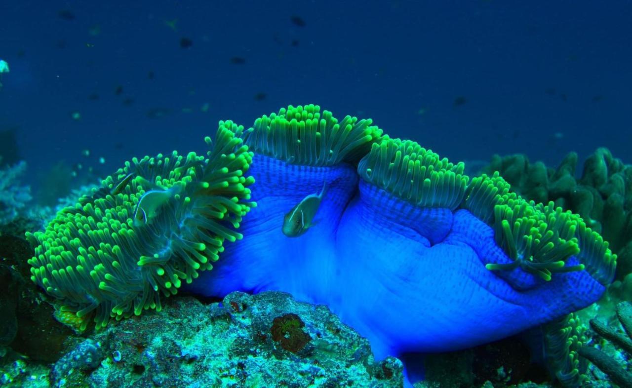 Tabari Dive Lodge Pulau Mansuar Экстерьер фото