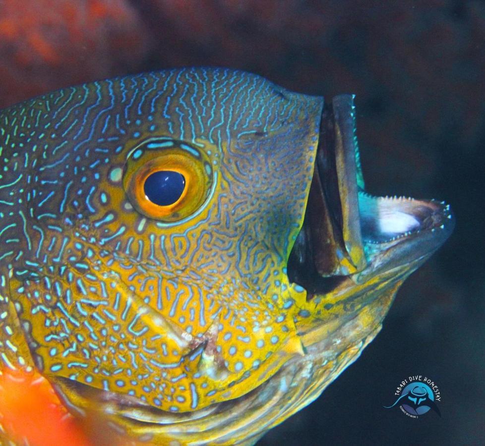 Tabari Dive Lodge Pulau Mansuar Экстерьер фото
