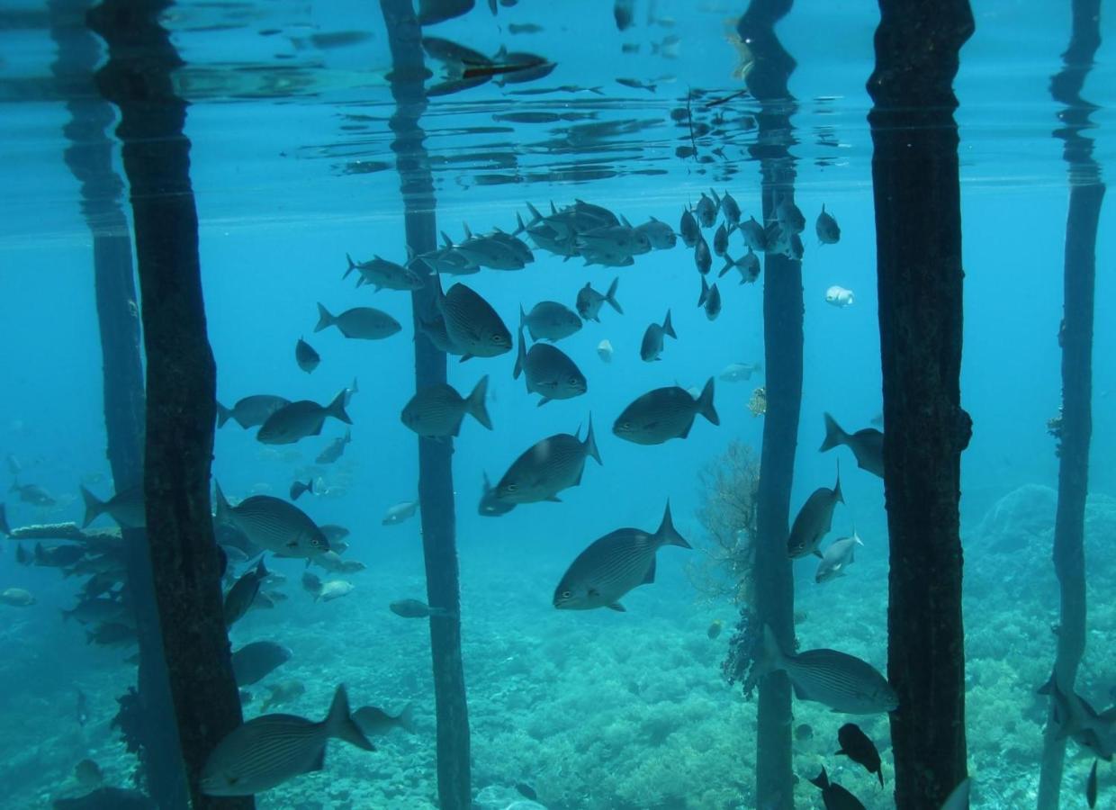 Tabari Dive Lodge Pulau Mansuar Экстерьер фото