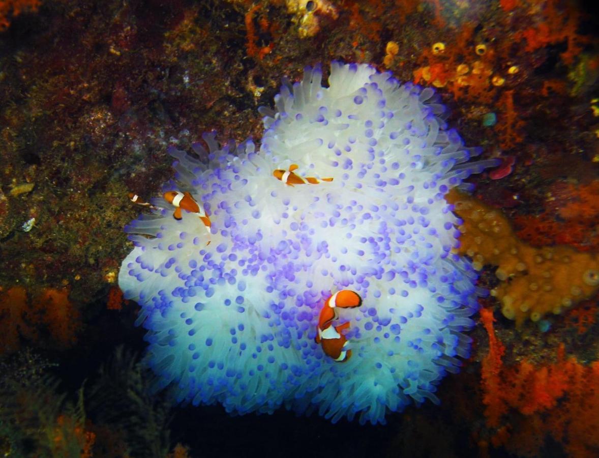 Tabari Dive Lodge Pulau Mansuar Экстерьер фото