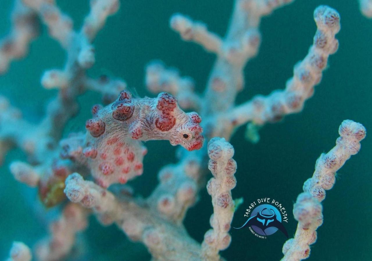 Tabari Dive Lodge Pulau Mansuar Экстерьер фото