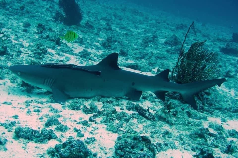 Tabari Dive Lodge Pulau Mansuar Экстерьер фото