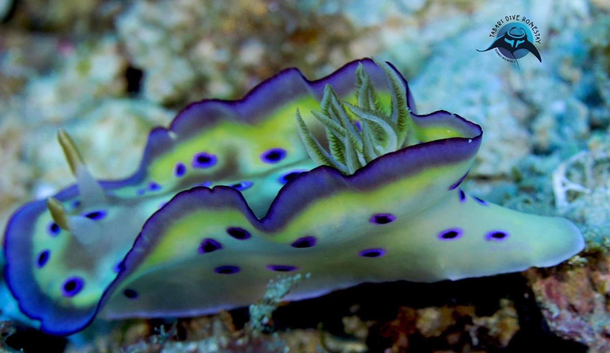 Tabari Dive Lodge Pulau Mansuar Экстерьер фото