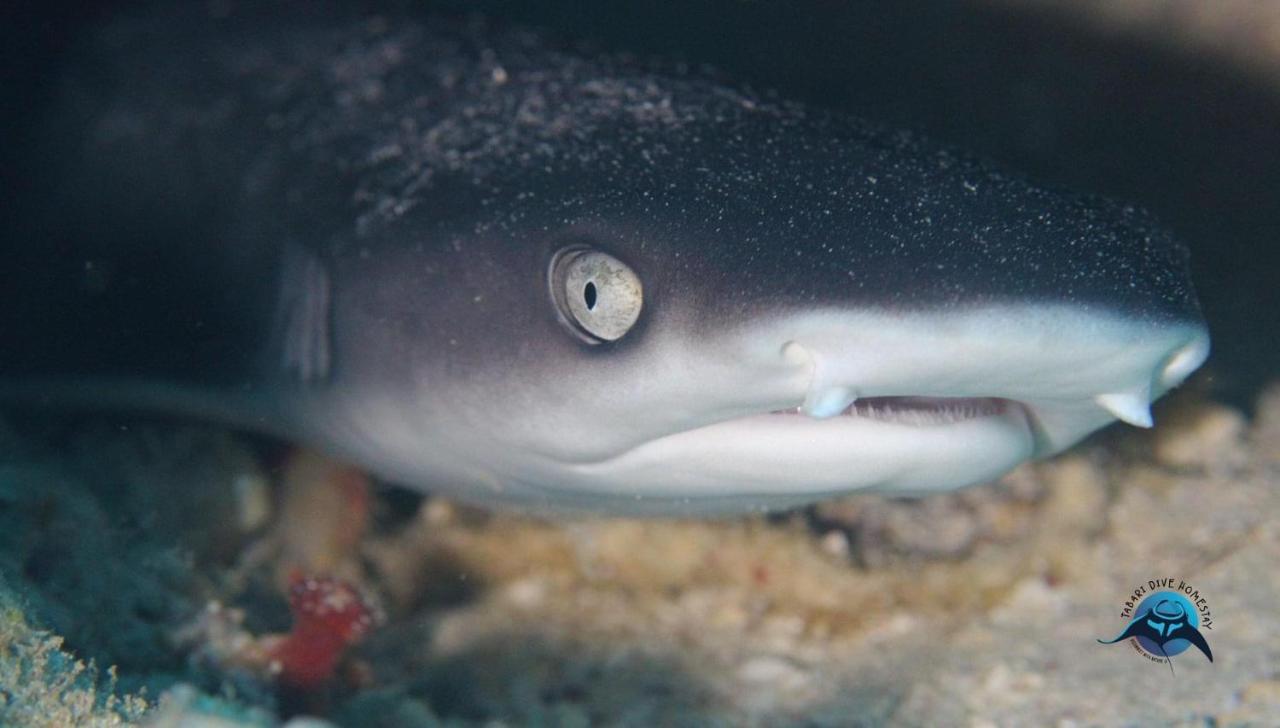 Tabari Dive Lodge Pulau Mansuar Экстерьер фото