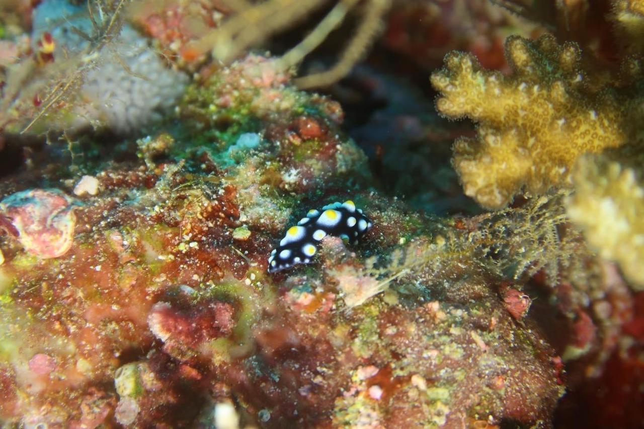 Tabari Dive Lodge Pulau Mansuar Экстерьер фото